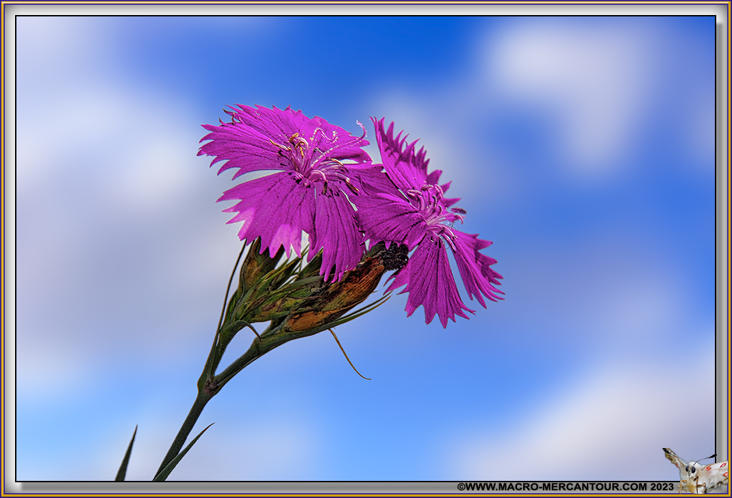 Oeillets